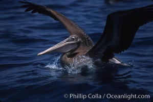 Brown pelicans feeding on krill, Pelecanus occidentalis, Coronado Islands (Islas Coronado)