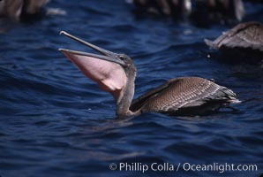 Brown pelicans feeding on krill, Pelecanus occidentalis, Coronado Islands (Islas Coronado)