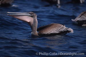 Brown pelicans feeding on krill. Coronado Islands (Islas Coronado), Baja California, Mexico, Pelecanus occidentalis, natural history stock photograph, photo id 03179
