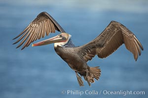 Brown pelican in flight.  The wingspan of the brown pelican is over 7 feet wide. The California race of the brown pelican holds endangered species status.  In winter months, breeding adults assume a dramatic plumage.