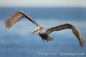 Brown pelican in flight.  The wingspan of the brown pelican is over 7 feet wide. The California race of the brown pelican holds endangered species status.  In winter months, breeding adults assume a dramatic plumage, Pelecanus occidentalis, Pelecanus occidentalis californicus, La Jolla