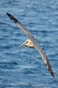 Brown pelican in flight.  The wingspan of the brown pelican is over 7 feet wide. The California race of the brown pelican holds endangered species status.  In winter months, breeding adults assume a dramatic plumage, Pelecanus occidentalis, Pelecanus occidentalis californicus, La Jolla