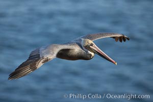 Brown pelican in flight.  The wingspan of the brown pelican is over 7 feet wide. The California race of the brown pelican holds endangered species status.  In winter months, breeding adults assume a dramatic plumage, Pelecanus occidentalis, Pelecanus occidentalis californicus, La Jolla