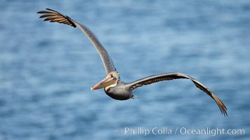 Brown pelican in flight.  The wingspan of the brown pelican is over 7 feet wide. The California race of the brown pelican holds endangered species status.  In winter months, breeding adults assume a dramatic plumage, Pelecanus occidentalis, Pelecanus occidentalis californicus, La Jolla