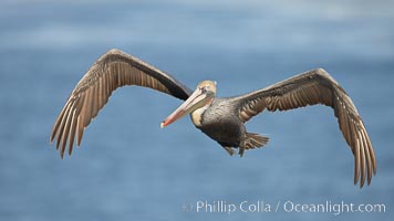 Brown pelican in flight.  The wingspan of the brown pelican is over 7 feet wide. The California race of the brown pelican holds endangered species status.  In winter months, breeding adults assume a dramatic plumage, Pelecanus occidentalis, Pelecanus occidentalis californicus, La Jolla