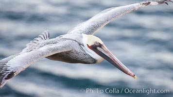 Brown pelican in flight.  The wingspan of the brown pelican is over 7 feet wide. The California race of the brown pelican holds endangered species status.  In winter months, breeding adults assume a dramatic plumage, Pelecanus occidentalis, Pelecanus occidentalis californicus, La Jolla