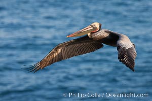 Brown pelican in flight.  The wingspan of the brown pelican is over 7 feet wide. The California race of the brown pelican holds endangered species status.  In winter months, breeding adults assume a dramatic plumage, Pelecanus occidentalis, Pelecanus occidentalis californicus, La Jolla