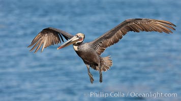 Brown pelican in flight.  The wingspan of the brown pelican is over 7 feet wide. The California race of the brown pelican holds endangered species status.  In winter months, breeding adults assume a dramatic plumage, Pelecanus occidentalis, Pelecanus occidentalis californicus, La Jolla