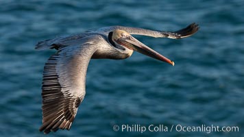 Brown pelican in flight.  The wingspan of the brown pelican is over 7 feet wide. The California race of the brown pelican holds endangered species status.  In winter months, breeding adults assume a dramatic plumage, Pelecanus occidentalis, Pelecanus occidentalis californicus, La Jolla