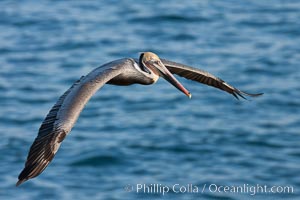 Brown pelican in flight.  The wingspan of the brown pelican is over 7 feet wide. The California race of the brown pelican holds endangered species status.  In winter months, breeding adults assume a dramatic plumage, Pelecanus occidentalis, Pelecanus occidentalis californicus, La Jolla