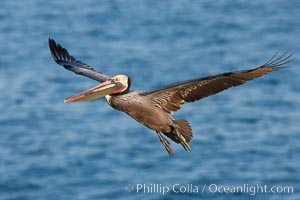 Brown pelican in flight.  The wingspan of the brown pelican is over 7 feet wide. The California race of the brown pelican holds endangered species status.  In winter months, breeding adults assume a dramatic plumage, Pelecanus occidentalis, Pelecanus occidentalis californicus, La Jolla