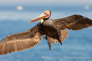 Brown pelican in flight.  The wingspan of the brown pelican is over 7 feet wide. The California race of the brown pelican holds endangered species status.  In winter months, breeding adults assume a dramatic plumage, Pelecanus occidentalis, Pelecanus occidentalis californicus, La Jolla