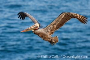 Brown pelican in flight.  The wingspan of the brown pelican is over 7 feet wide. The California race of the brown pelican holds endangered species status.  In winter months, breeding adults assume a dramatic plumage, Pelecanus occidentalis, Pelecanus occidentalis californicus, La Jolla