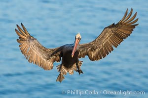 Brown pelican in flight. The wingspan of the brown pelican is over 7 feet wide. The California race of the brown pelican holds endangered species status. In winter months, breeding adults assume a dramatic plumage, Pelecanus occidentalis, Pelecanus occidentalis californicus, La Jolla