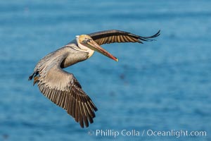 California Brown pelican in flight, adult winter non-breeding plumage, over Pacific Ocean