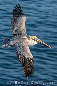 Brown pelican in flight. The wingspan of the brown pelican is over 7 feet wide. The California race of the brown pelican holds endangered species status. In winter months, breeding adults assume a dramatic plumage