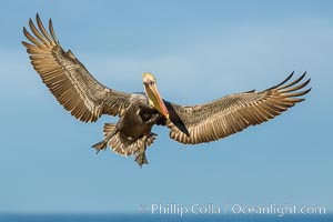 Brown pelican in flight, spreading wings wide to slow in anticipation of landing on seacliffs, Pelecanus occidentalis, Pelecanus occidentalis californicus, La Jolla, California