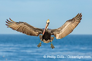 Brown pelican in flight, spreading wings wide to slow in anticipation of landing on seacliffs, Pelecanus occidentalis, Pelecanus occidentalis californicus, La Jolla, California