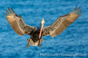 Brown pelican in flight, spreading wings wide to slow in anticipation of landing on seacliffs, Pelecanus occidentalis, Pelecanus occidentalis californicus, La Jolla, California