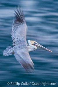 Brown pelican in flight. The wingspan of the brown pelican is over 7 feet wide. The California race of the brown pelican holds endangered species status. In winter months, breeding adults assume a dramatic plumage, Pelecanus occidentalis, Pelecanus occidentalis californicus, La Jolla