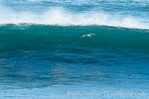 Brown pelican in flight, skizzing just above a large breaking wave, Pelecanus occidentalis, Pelecanus occidentalis californicus, La Jolla, California