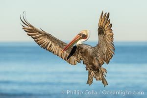 Brown pelican in flight. The wingspan of the brown pelican is over 7 feet wide. The California race of the brown pelican holds endangered species status. In winter months, breeding adults assume a dramatic plumage