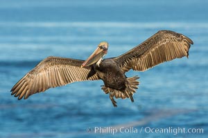 Brown pelican in flight. The wingspan of the brown pelican is over 7 feet wide. The California race of the brown pelican holds endangered species status. In winter months, breeding adults assume a dramatic plumage, Pelecanus occidentalis, Pelecanus occidentalis californicus, La Jolla