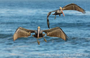 Brown pelican in flight, over the ocean, Pelecanus occidentalis, Pelecanus occidentalis californicus, La Jolla, California