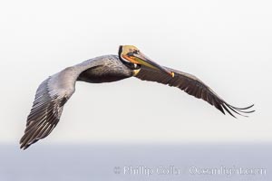 Brown pelican in flight. The wingspan of the brown pelican is over 7 feet wide. The California race of the brown pelican holds endangered species status, Pelecanus occidentalis, Pelecanus occidentalis californicus, La Jolla