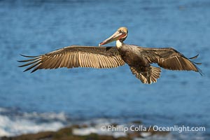 Brown pelican in flight. Adult winter breeding plumage. Brown pelicans were formerly an endangered species. In 1972, the United States Environmental Protection Agency banned the use of DDT in part to protect bird species like the brown pelican . Since that time, populations of pelicans have recovered and expanded. The recovery has been so successful that brown pelicans were taken off the endangered species list in 2009, Pelecanus occidentalis, Pelecanus occidentalis californicus, La Jolla, California