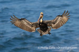 Brown pelican in flight. Adult winter breeding plumage. Brown pelicans were formerly an endangered species. In 1972, the United States Environmental Protection Agency banned the use of DDT in part to protect bird species like the brown pelican . Since that time, populations of pelicans have recovered and expanded. The recovery has been so successful that brown pelicans were taken off the endangered species list in 2009, Pelecanus occidentalis, Pelecanus occidentalis californicus, La Jolla, California