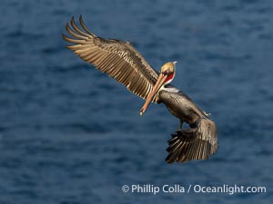 Brown pelican in flight. Adult winter non-breeding plumage. Brown pelicans were formerly an endangered species. In 1972, the United States Environmental Protection Agency banned the use of DDT in part to protect bird species like the brown pelican . Since that time, populations of pelicans have recovered and expanded. The recovery has been so successful that brown pelicans were taken off the endangered species list in 2009, Pelecanus occidentalis, Pelecanus occidentalis californicus, La Jolla, California