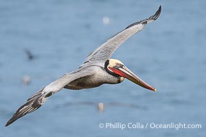 Brown pelican in flight. Adult winter breeding plumage. Brown pelicans were formerly an endangered species. In 1972, the United States Environmental Protection Agency banned the use of DDT in part to protect bird species like the brown pelican . Since that time, populations of pelicans have recovered and expanded. The recovery has been so successful that brown pelicans were taken off the endangered species list in 2009, Pelecanus occidentalis, Pelecanus occidentalis californicus, La Jolla, California