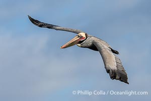 Brown pelican in flight. Adult winter breeding plumage. Brown pelicans were formerly an endangered species. In 1972, the United States Environmental Protection Agency banned the use of DDT in part to protect bird species like the brown pelican . Since that time, populations of pelicans have recovered and expanded. The recovery has been so successful that brown pelicans were taken off the endangered species list in 2009, Pelecanus occidentalis, Pelecanus occidentalis californicus, Bolsa Chica State Ecological Reserve, Huntington Beach, California