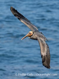 Brown pelican in flight. Adult winter breeding plumage. Brown pelicans were formerly an endangered species. In 1972, the United States Environmental Protection Agency banned the use of DDT in part to protect bird species like the brown pelican . Since that time, populations of pelicans have recovered and expanded. The recovery has been so successful that brown pelicans were taken off the endangered species list in 2009, Pelecanus occidentalis, Pelecanus occidentalis californicus, La Jolla, California