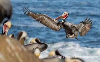 Brown Pelican in Flight Approaching Crowded Ocean Cliffs to Land, Pelecanus occidentalis californicus, Pelecanus occidentalis, La Jolla, California