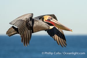 California brown pelican in flight, soaring over the ocean with its huge wings outstretched.  The wingspan of the brown pelican can be over 7 feet wide. The California race of the brown pelican holds endangered species status.  Adult winter non-breeding plumage showing white hindneck and red gular throat pouch, Pelecanus occidentalis, Pelecanus occidentalis californicus, La Jolla