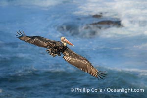 Brown pelican in flight. Adult winter non-breeding plumage. Brown pelicans were formerly an endangered species. In 1972, the United States Environmental Protection Agency banned the use of DDT in part to protect bird species like the brown pelican . Since that time, populations of pelicans have recovered and expanded. The recovery has been so successful that brown pelicans were taken off the endangered species list in 2009, Pelecanus occidentalis, Pelecanus occidentalis californicus, La Jolla, California