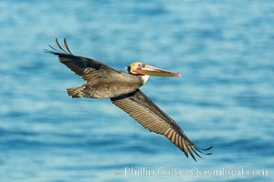 Brown pelican in flight. The wingspan of the brown pelican is over 7 feet wide. The California race of the brown pelican holds endangered species status. In winter months, breeding adults assume a dramatic plumage, Pelecanus occidentalis, Pelecanus occidentalis californicus