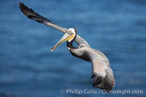 Brown pelican in flight.  The wingspan of the brown pelican is over 7 feet wide. The California race of the brown pelican holds endangered species status.  In winter months, breeding adults assume a dramatic plumage.