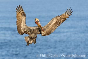 Brown pelican in flight, spreading wings wide to slow in anticipation of landing on seacliffs, Pelecanus occidentalis, Pelecanus occidentalis californicus, La Jolla, California