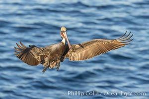 Brown pelican in flight, spreading wings wide to slow in anticipation of landing on seacliffs.