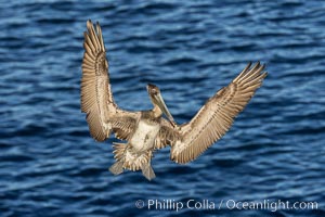 Brown pelican in flight, spreading wings wide to slow in anticipation of landing on seacliffs, Pelecanus occidentalis, Pelecanus occidentalis californicus, La Jolla, California