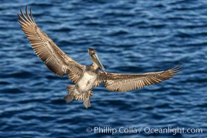 Brown pelican in flight, spreading wings wide to slow in anticipation of landing on seacliffs, Pelecanus occidentalis, Pelecanus occidentalis californicus, La Jolla, California