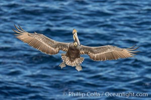Brown pelican in flight, spreading wings wide to slow in anticipation of landing on seacliffs.