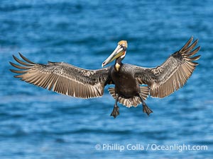 Brown pelican in flight, spreading wings wide to slow in anticipation of landing on seacliffs, Pelecanus occidentalis, Pelecanus occidentalis californicus, La Jolla, California