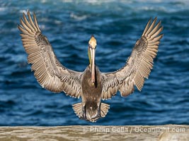 Brown pelican in flight, spreading wings wide to slow in anticipation of landing on seacliffs, Pelecanus occidentalis, Pelecanus occidentalis californicus, La Jolla, California