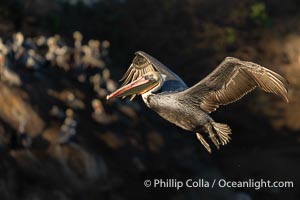 Brown Pelican in Flight with Pelicans on Cliff in Background, flying through sunlight with shadowed cliff behind, Pelecanus occidentalis californicus, Pelecanus occidentalis