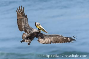 California Brown pelican in flight, La Jolla, wings outstretched, spreading wings wide to slow in anticipation of landing on seacliffs. Adult winter breeding plumage colors, Pelecanus occidentalis, Pelecanus occidentalis californicus