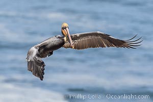 California Brown pelican in flight, La Jolla, wings outstretched, spreading wings wide to slow in anticipation of landing on seacliffs. Adult winter breeding plumage colors, Pelecanus occidentalis, Pelecanus occidentalis californicus